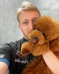 Teddy 🐻 #poodlelove #poodle #redpoodle #red #groomer #topgrooming #love