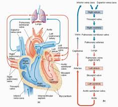 Precise Flow Chart Of The Pathway Of Blood Coronary Blood