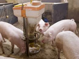 ☆ subscribe for more videos: Meat Farming Technology Trails In The Eu Iof2020 Pig Farm Management Iof2020