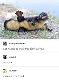 Give Them The Ol Razzle Dazzle Baby Platypus Cute Funny Animals Cute Animals