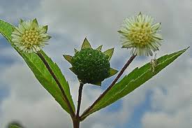 Image result for Eclipta prostrata