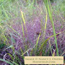 Image result for Eragrostis macrochlamys