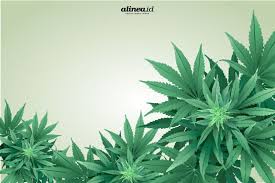 Bagi orang yang tidak kuat, biji. Berkaca Dari Kasus Fidelis Cs Indonesia Butuh Ganja Medis