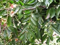 Image result for Afzelia