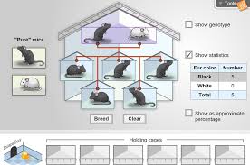 Drag a black mouse and a white mouse into the parent boxes. Mouse Genetics One Trait Gizmo Lesson Info Explorelearning