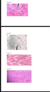 A fine, very thin fabric, such as gauze. Identify The Following Spell Out The Specific And Chegg Com