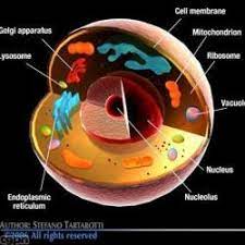 We did not find results for: 3d Eukaryotic Cell Model Stlfinder