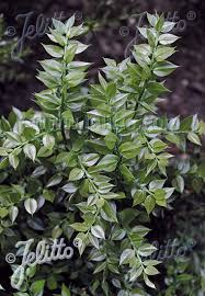 Italian ruscus the perfect filler. Jelitto Perennial Seed Ruscus Aculeatus Portion S
