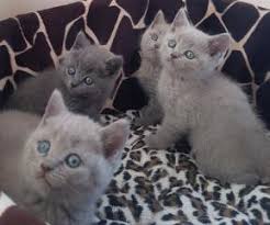 British Shorthair Istanbul Eminonu Fiyatlari Ikinci El Sifir Kiralik Ilanlar
