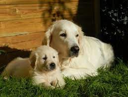 Golden Retriever Temperament Personality Canna Pet