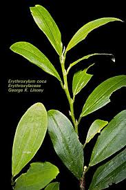 Image result for Erythroxylum zambesiacum