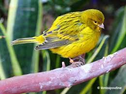Señores amantes de este hermoso ejemplar canario criollo sicalis flaveola. Canto De Canarios Campeones