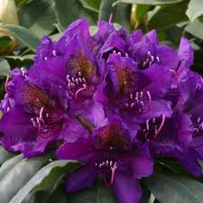 Maybe you would like to learn more about one of these? Rhododendron Marcel Menard