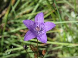 Image result for Eriosema psoraleoides