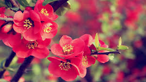 Flower Wallpaper 1366x768 38089 Download hd 1366x768 wallpapers best collection. flower wallpaper 1366x768 38089