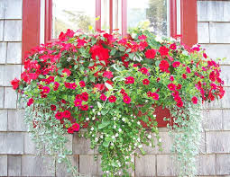 Shop flowers at proflowers and send flowers cheap with the best value and freshness. Pin By Debb Wells On House To Dos For Sale In 2021 Window Box Flowers Window Boxes Cape Cod Window Box