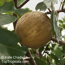 Image result for Mammea