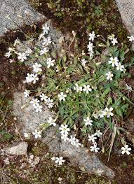 Image result for Krauseola