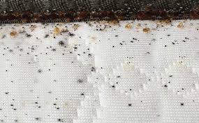 Image result for bed bugs droppings