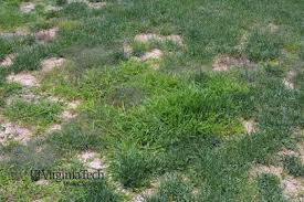 Image result for Digitaria calcarata