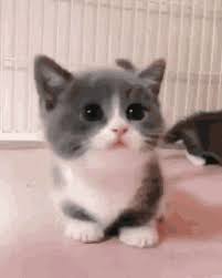 Awesome gallery of gifs enhanced with explosions. Cat Gifs Tenor
