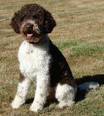 Male and female available in both black or brown. Lagotto Romagnolo Dog Breed Information And Pictures