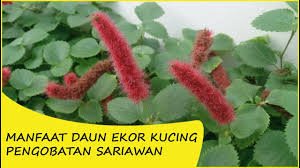 Kemudian, temannya datang dan menggunakan tangannya untuk menekan kepala si. Manfaat Daun Ekor Kucing Pengobatan Alami Youtube