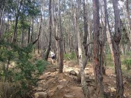 The Fire Trail To Mount Dandenong Trail Fire Walking Trails