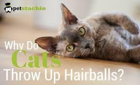 Maybe you would like to learn more about one of these? How To Stop Cats From Throwing Up Hairballs
