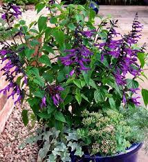 Amistad Biennial Plants Plants Salvia Amistad