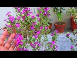 How To Grow Care For Texas Ranger Leucophyllum Frutescens Plant Urdu Hindi Youtube