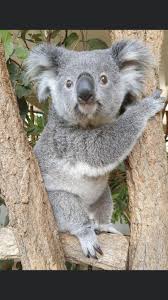 Pin By Samantha Gerron On Koala Bear Lone Pine Koala Sanctuary Koala Koala Bear