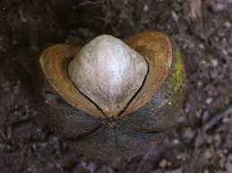 Hickory nuts have a woody outer shell, or husk. Shagbark Hickory Valued For Its Tough Wood