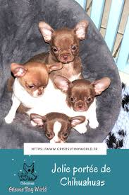 Jolie Portee De Chihuahuas Elevage Chihuahua Chihuahua Chiot