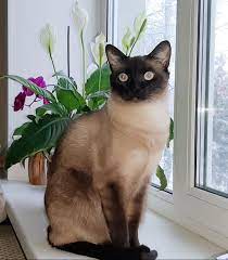 Martyn Siamese Cats Cats Feline