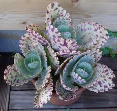 Kalanchoe Marmorata Succulents Plants Planting Succulents