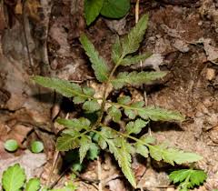 Image result for Botrychium dissectum