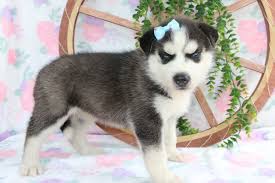 Mystic A Siberian Husky Pup For Sale In Bremen In Husky Siberian Husky Siberian Husky Puppies