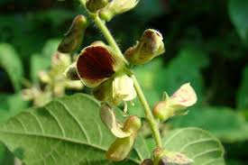 Image result for Rhynchosia mannii