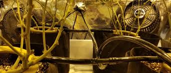 Cheap grow tent with lights and fan. What Size Fans Are Needed For Proper Air Circulation In Marijuana Grow Tents Happy Pot Farmer