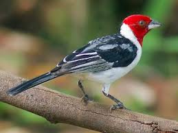 Very detailed pattern for creating a crocheted bird! Red Cowled Cardinal Paroaria Dominicana Birds Of The World