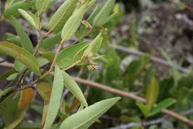 Image result for Croton kilwae