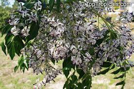 Pin On Plants And Trees