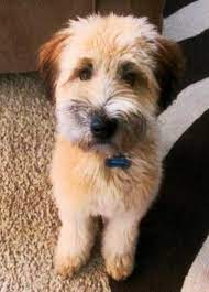 Pin By Mariah Wickham On Griffin The Soft Coated Wheaten Terrier Wheaten Terrier Puppy Wheaten Terrier Wheaton Terrier