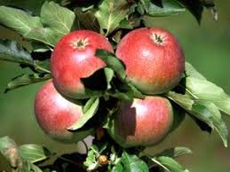 Apples Modern Bulleen Art Garden Growing Food Apple Tree Apple