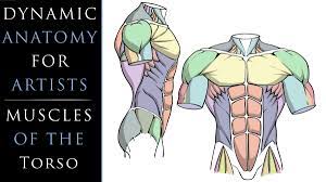 Bony landmarks on a male torso. Dynamic Anatomy For Artists Muscles Of The Torso Robert Marzullo Skillshare
