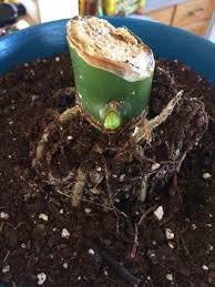 Shortening And Propagating A Huge Dieffenbachia Amoena 7 Steps With Pictures Propagation Propagating Plants Shortening