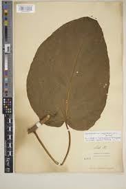 Image result for Clerodendrum poggei