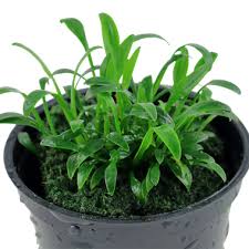 Cryptocoryne parva is one of the most popular carpeting plants in the hobby. Cryptocoryne Parva Tropica Aquarium Plants