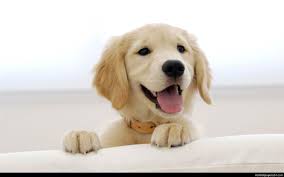 Dog Aesthetic Wallpapers Top Free Dog Aesthetic Backgrounds Wallpaperaccess Dog outline dog dog sketch vintage wallpaper dog illustration 2020 puppy dog drawing dog picture dog wallpaper. dog aesthetic wallpapers top free dog